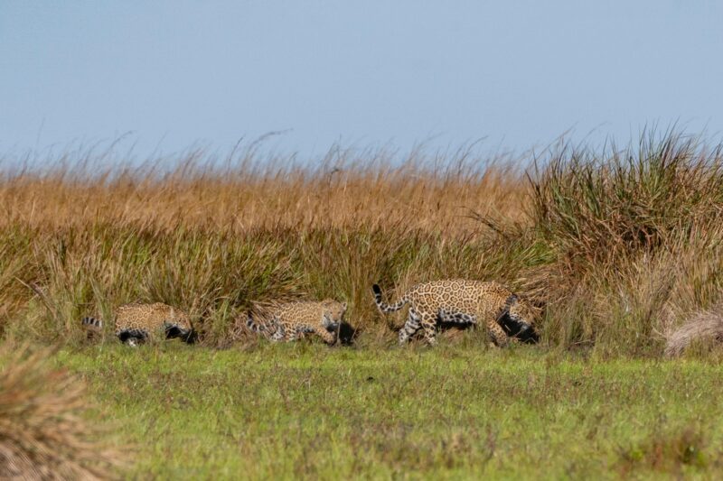 Fauna local: Conservación de los Yaguaretés en Corrientes