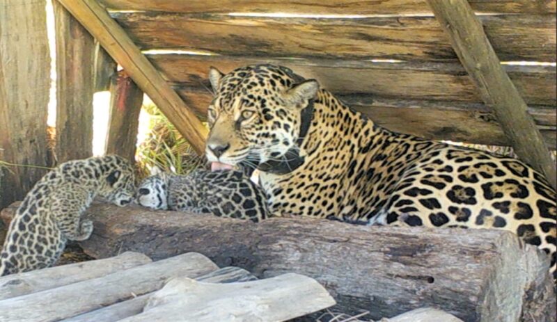 Mariua junto a sus crías, en el proyecto de conservación de la especie